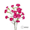 多头康乃馨 | 桃红 商品缩略图4