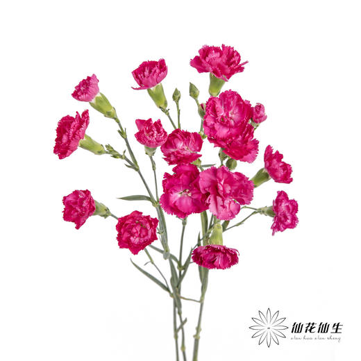 多头康乃馨 | 桃红 商品图4