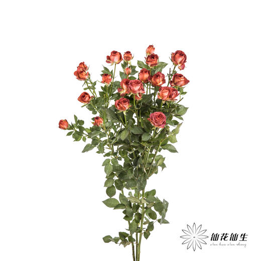 多头玫瑰 | 巧克力泡泡 商品图5