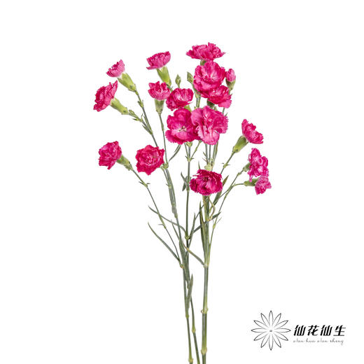 多头康乃馨 | 桃红 商品图5