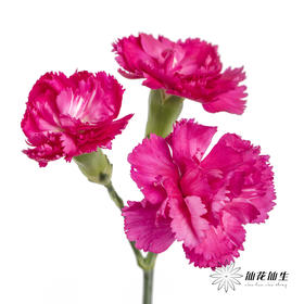 多头康乃馨 | 桃红