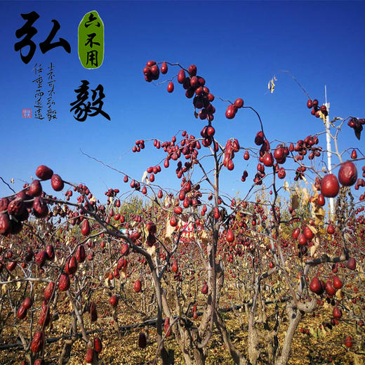 【弘毅六不用生态农场】六不用新疆大枣 骏枣 250克/份 自然挂干 商品图2