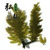 【弘毅六不用生态农场】天然海产品 裙带菜 （干）凉拌或做汤 150克/份 商品缩略图3