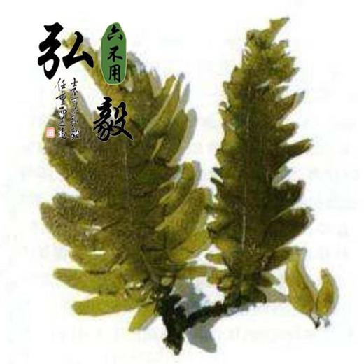 【弘毅六不用生态农场】天然海产品 裙带菜 （干）凉拌或做汤 150克/份 商品图3