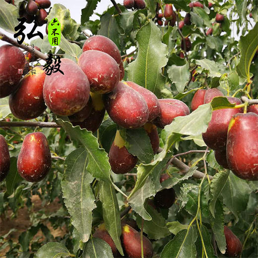 【弘毅六不用生态农场】六不用新疆大枣 骏枣 250克/份 自然挂干 商品图3