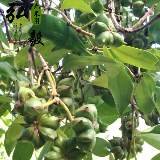 【弘毅六不用生态农场】六不用八角粉 无添加剂 100克/份 商品图4