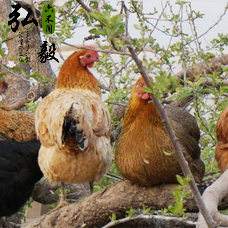 【弘毅六不用生态农场】生态散养母鸡 3.5斤 多退少补 默认顺丰
