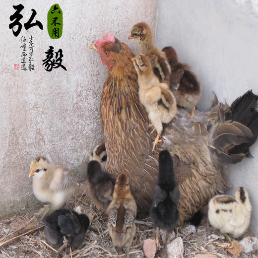 【弘毅六不用生态农场】生态散养母鸡 3.5斤 多退少补 默认顺丰 商品图2
