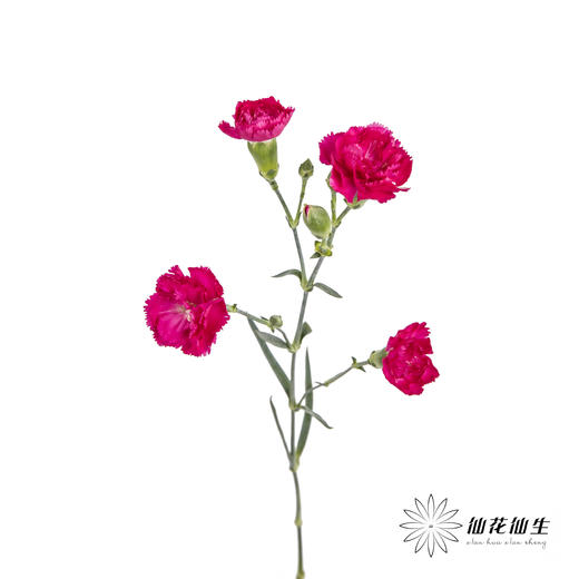 多头康乃馨 | 桃红 商品图3