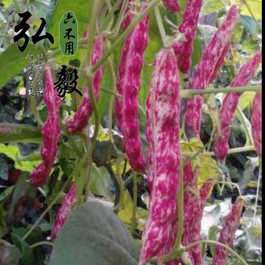 【弘毅六不用生态农场】六不用 红花豆 东北特产 1斤/份 商品图3