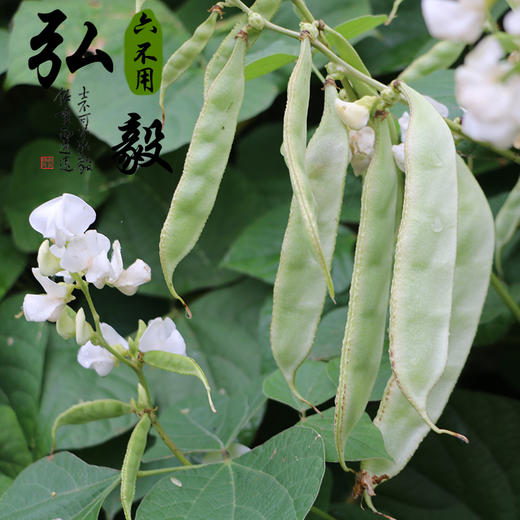 【弘毅六不用生态农场】六不用 篱豆干 农场自留种 0.5斤/份 商品图3