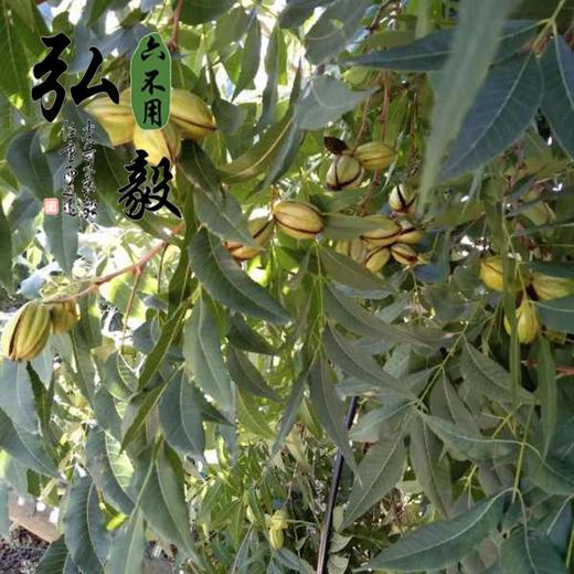 【弘毅六不用生态农场】六不用碧根果 1斤/份 商品图3