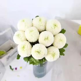 乒乓菊 白色