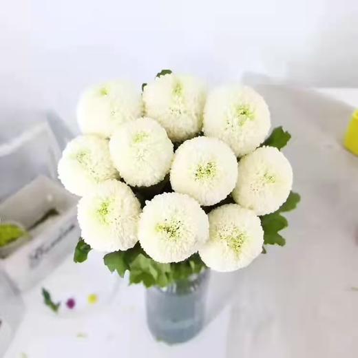 乒乓菊 白色 商品图0