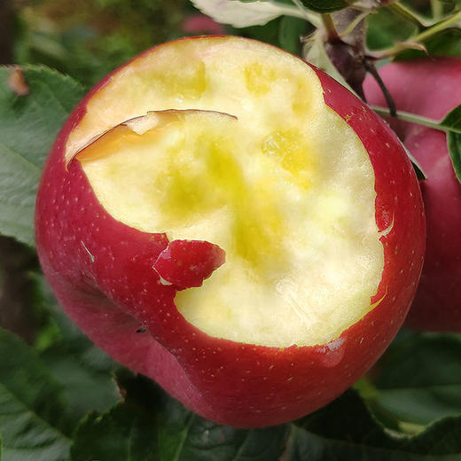 正宗新疆阿克苏苹果/精选大果 商品图5