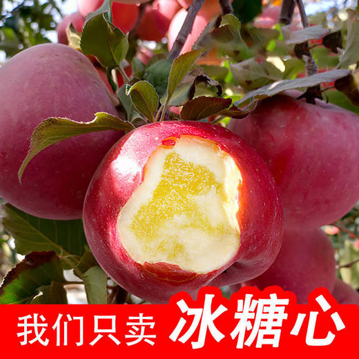 正宗新疆阿克苏苹果/精选大果 商品图1