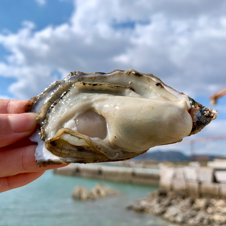 山东威海乳山生蚝纯净海域新鲜肥美现捞现发顺丰直达