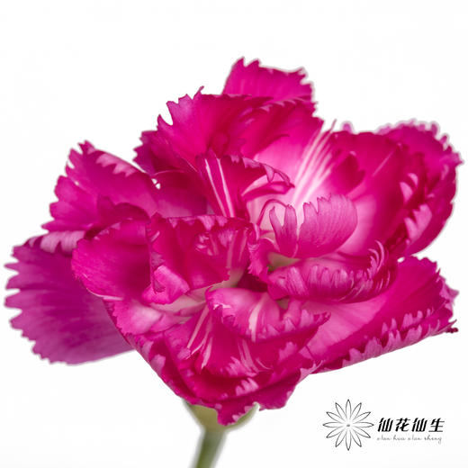 多头康乃馨 | 桃红 商品图2