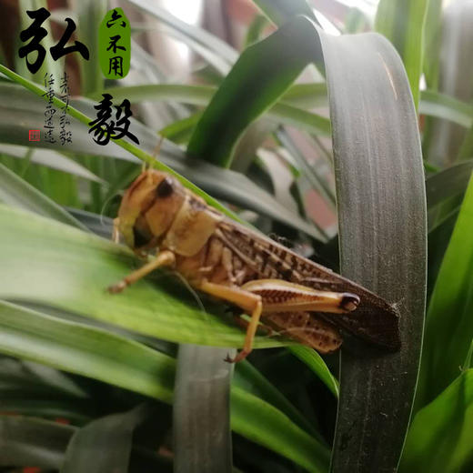 【弘毅六不用生态农场】人工养殖蚂蚱 飞蝗 半斤/份 三份包邮 商品图0