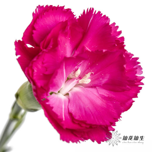 多头康乃馨 | 桃红 商品图1