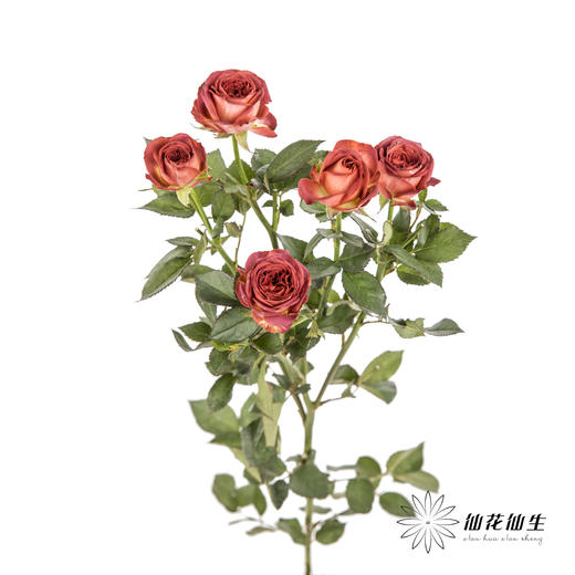 多头玫瑰 | 巧克力泡泡 商品图4