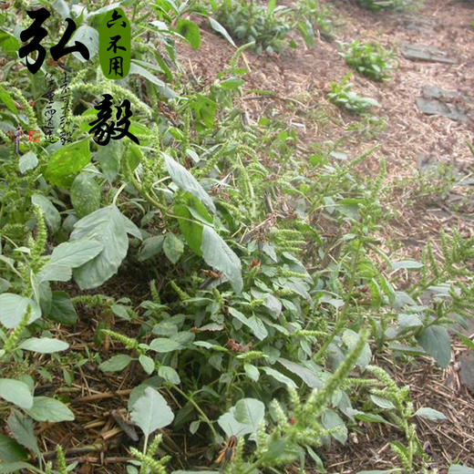 【弘毅六不用生态农场】人工养殖蚂蚱 飞蝗 半斤/份 三份包邮 商品图2