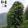 【弘毅六不用生态农场】葛根粉，200克/份  山东包邮 商品缩略图3