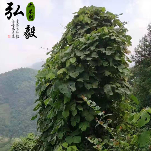 【弘毅六不用生态农场】葛根粉，200克/份  山东包邮 商品图3