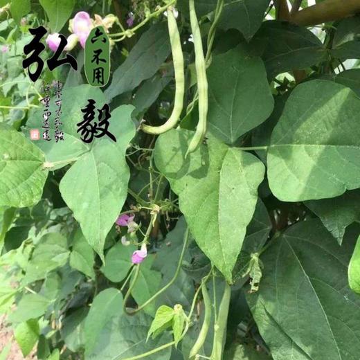 【弘毅六不用生态农场】六不用 红花豆 东北特产 1斤/份 商品图4