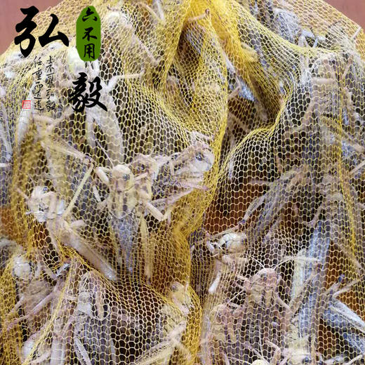 【弘毅六不用生态农场】人工养殖蚂蚱 飞蝗 半斤/份 三份包邮 商品图3