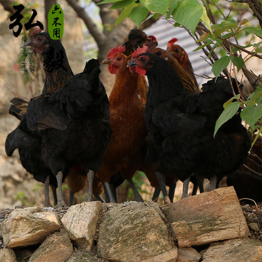 【弘毅六不用生态农场】生态散养母鸡 3.5斤 多退少补 默认顺丰 商品图1