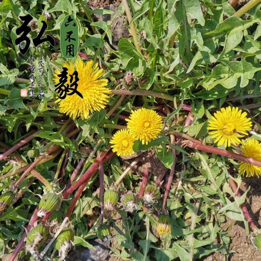 【弘毅六不用生态农场】六不用 野生蒲公英籽 自留种 约400粒/份 商品图2