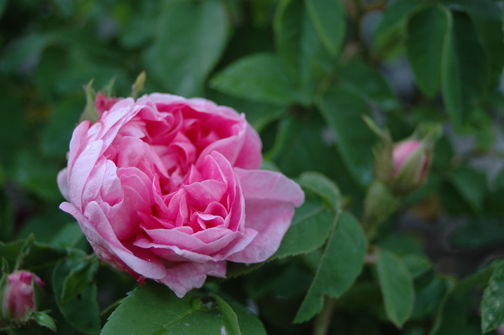 千叶玫瑰原精土耳其美白回春花中之后心轮用油