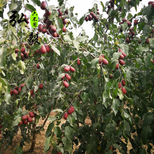 【弘毅六不用生态农场】六不用新疆大枣 骏枣 250克/份 自然挂干 商品图4