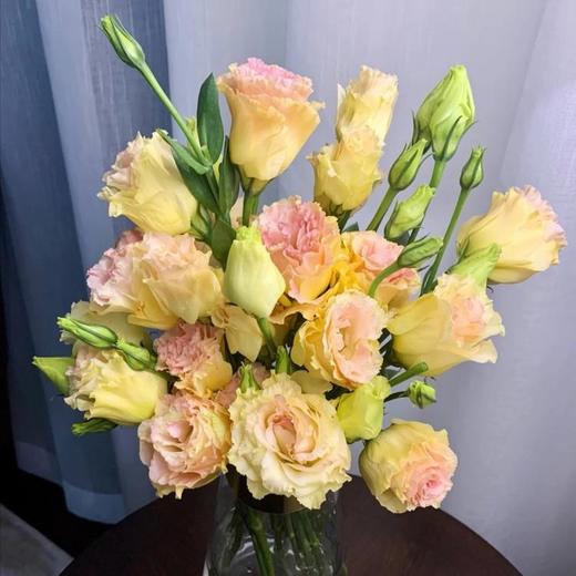 6yjg洋桔梗香槟色06kg扎