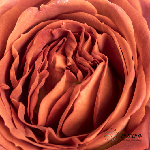 多头玫瑰 | 巧克力泡泡 商品图2