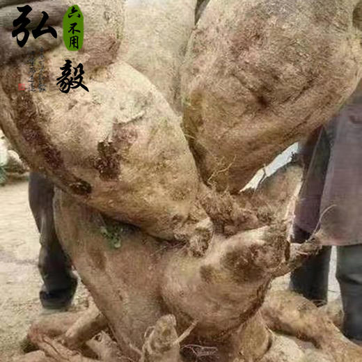 【弘毅六不用生态农场】葛根粉，200克/份  山东包邮 商品图2