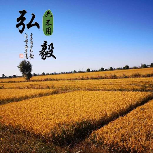 【弘毅六不用生态农场】六不用 糯米 东北黑土地产品 1斤/份 商品图3