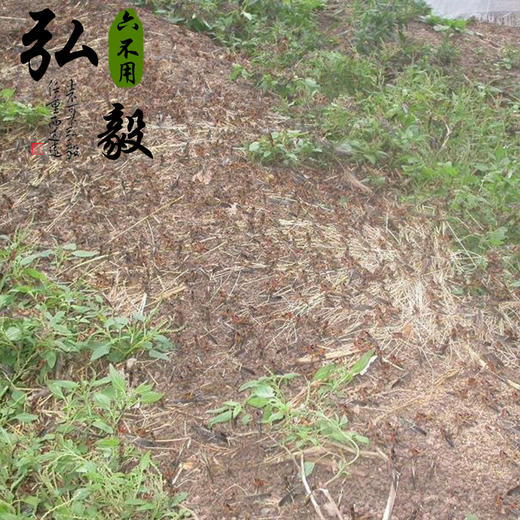 【弘毅六不用生态农场】人工养殖蚂蚱 飞蝗 半斤/份 三份包邮 商品图1