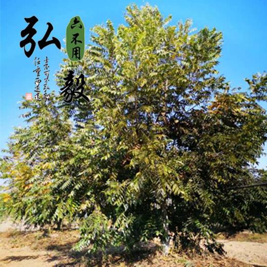 【弘毅六不用生态农场】六不用碧根果 1斤/份 商品图4