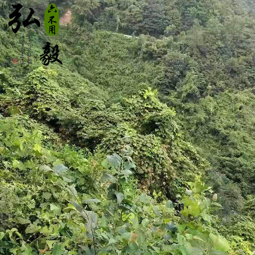 【弘毅六不用生态农场】葛根粉，200克/份  山东包邮 商品图4