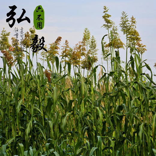 【弘毅六不用生态农场】六不用高粱米 2斤/份 商品图3