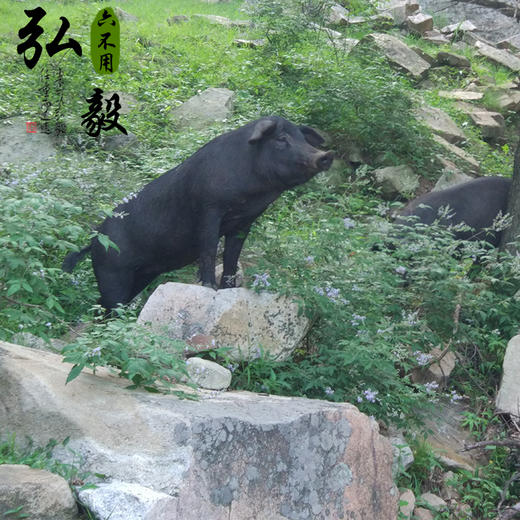 【弘毅六不用生态农场】山猪肠 猪大肠 野外散养 2斤/份 商品图3