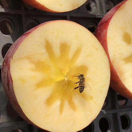 正宗新疆阿克苏苹果/精选大果 商品图3