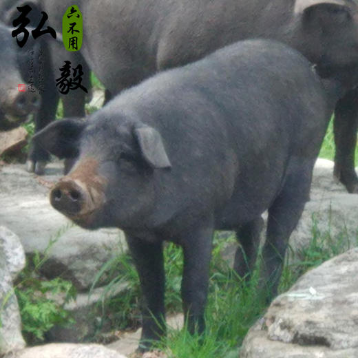 【弘毅六不用生态农场】生态猪油 大油 养殖一年以上 150克/份 商品图2