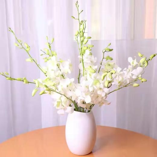 泰国洋兰/千代兰 白色 商品图0