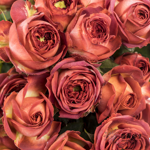 多头玫瑰 | 巧克力泡泡 商品图1