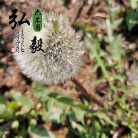 【弘毅六不用生态农场】六不用 野生蒲公英籽 自留种 约400粒/份