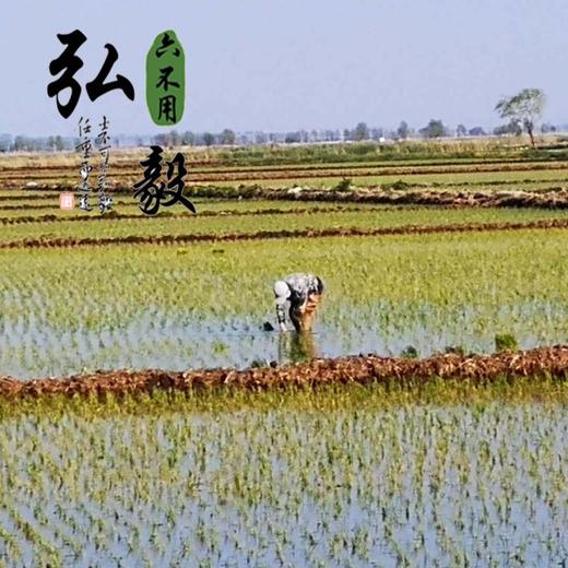 【弘毅六不用生态农场】六不用 糯米 东北黑土地产品 1斤/份 商品图2