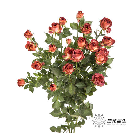 多头玫瑰 | 巧克力泡泡 商品图0